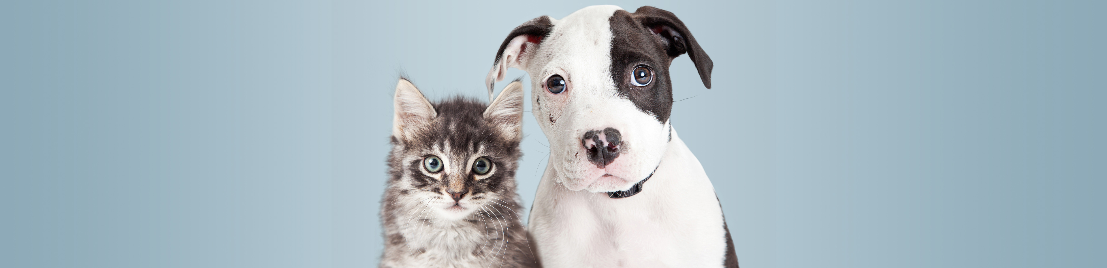 rspca pet insurance why you should get your cat and dog covered